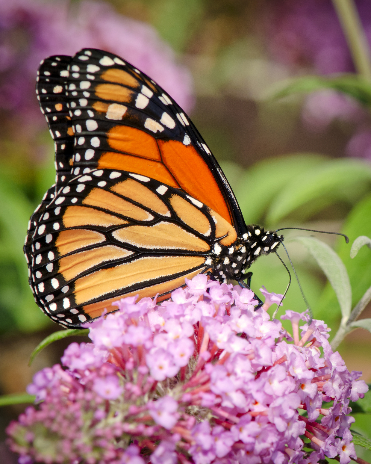 Why is a Pollinator Garden Important? - Clovers Garden Tips