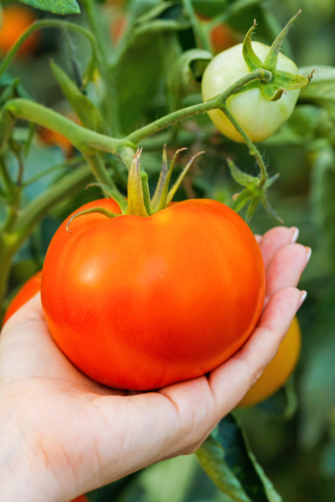 Woman holding a ripe tomato on the plant's vine.
