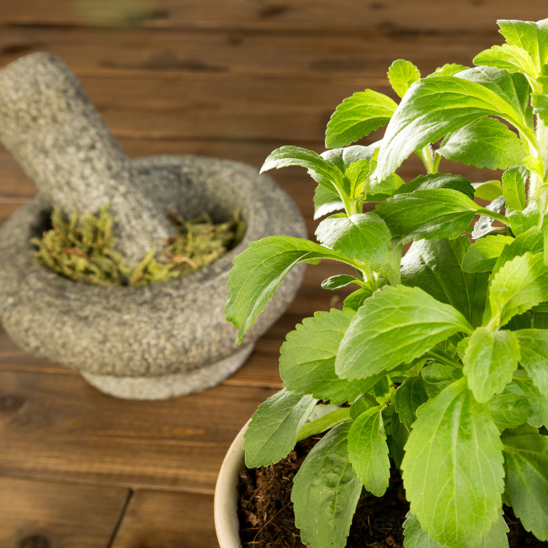 How to Grow Your Own Natural Sweetener Stevia Plants Clovers