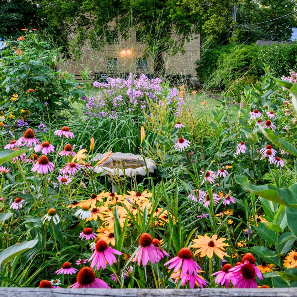 perennial flower garden with birdbath surrounded by purple coneflowers, yellow rudbeckia, milkweed, purple phlox, blue fescue grass, and other green plants.