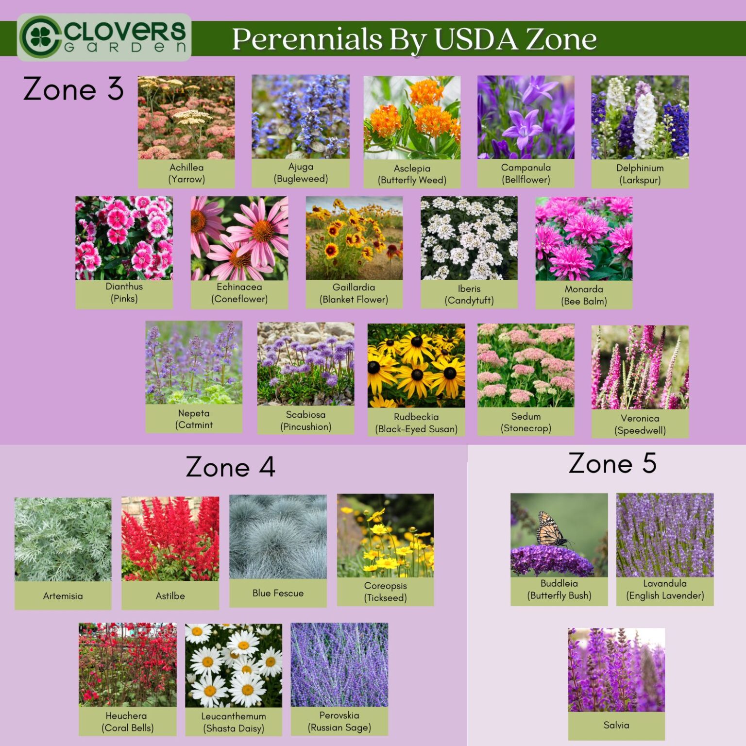 How to Plant a Perennial Flower Garden in Any Zone - Clovers Garden Tips