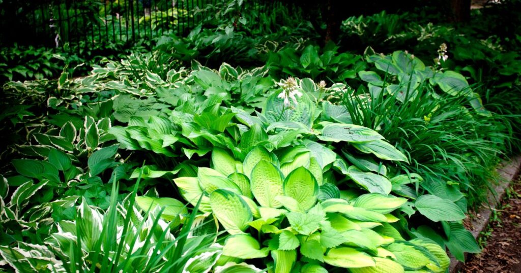 How to Plant Hostas in Your Garden - Clovers Garden Tips