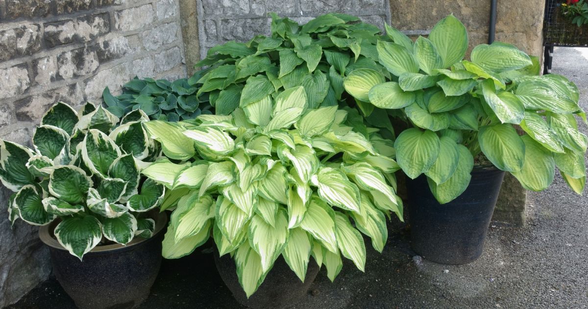 Container Hosta How to Plant Hostas in Your Garden - Clovers Garden Tips
